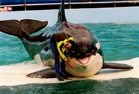Agreement in place to return Lolita the orca to the Pacific